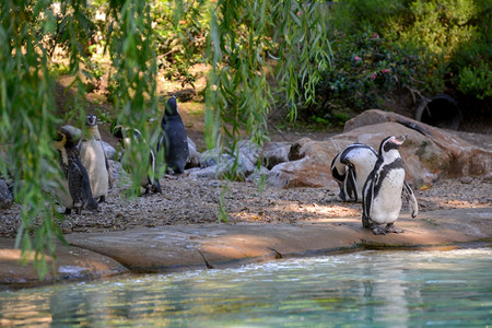 一群洪堡企鹅spheniscushumboldti在水域边缘整齐划一图片
