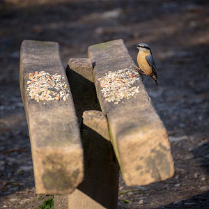 Nuthatch踩在木板凳上准备抓住一个坚果图片