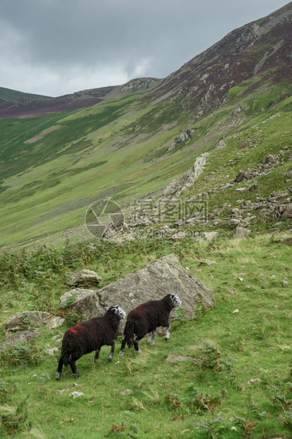 霍尼斯特山口的黑羊图片