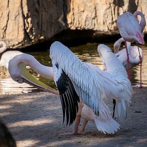 2019年月6日西班牙巴伦亚生物公园粉红后背白和火烈鸟图片