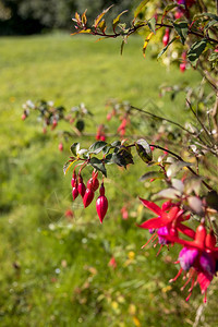 在德鲁伊斯顿的红法西花朵背景图片