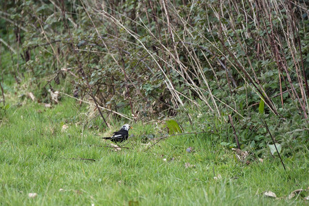 白头黑鸟TurdusMerula在草地上寻找食物图片