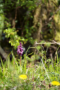 早期紫色兰花mascula在东格兰斯特德附近开花图片