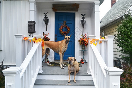 两只狗一高个小站在前门廊上在一个老房子上图片