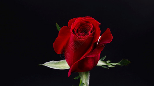 黑色背景的深红玫瑰图片
