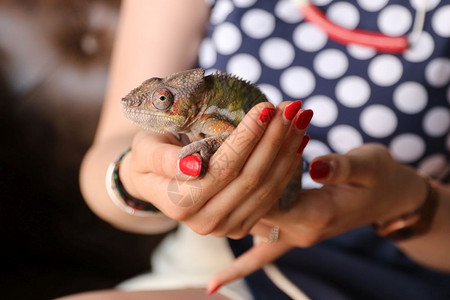 草食图片 草食素材 草食高清图片 摄图网图片下载