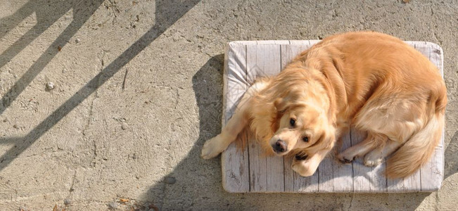 金色拉布多犬仅是布多或实验室的金色拉布多犬图片