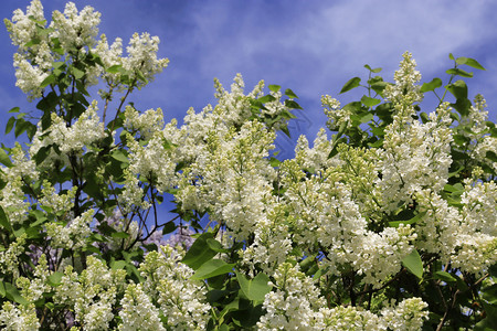 明亮蓝天背景的白银花美丽春枝图片