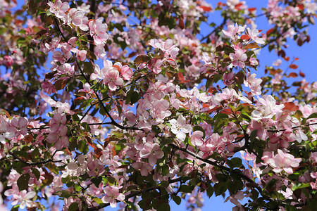 春树的枝蓝色天空背景的美丽粉红色花朵图片