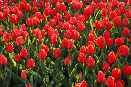 美丽的红色郁金香阳光照耀着春天自然明亮的本底图片