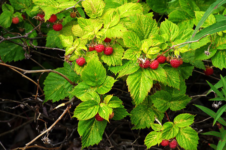 林中野草莓中明亮的成熟莓图片