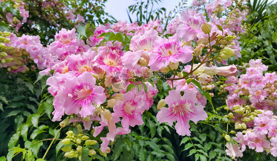 粉红Trumpet葡萄花或圣约翰港克里佩尔莫或波德纳亚里卡索安娜或坎普西半径卡小号爬虫牛痒藤蜂鸟葡萄花的美丽朵图片
