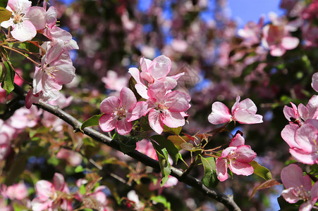 苹果树的分支有美丽粉红色花朵封闭的自然背景图片