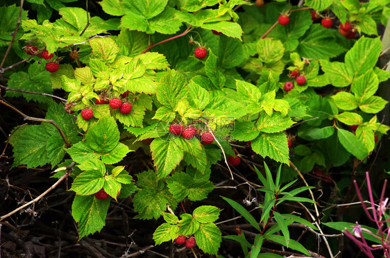林中野草莓中明亮的成熟莓图片