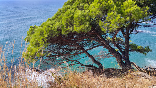 西班牙加泰罗尼亚州科斯塔布拉瓦岛明蓝海附近的斜坡上生长美丽松树图片