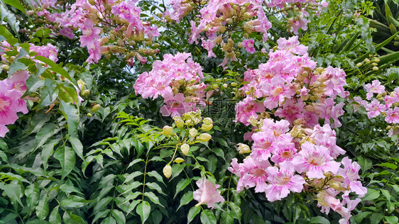 粉红花或圣约翰港的美丽花朵克里佩尔莫普或波德纳亚里卡索安娜或坎普西半径卡小爬虫牛痒藤或蜂鸟花图片