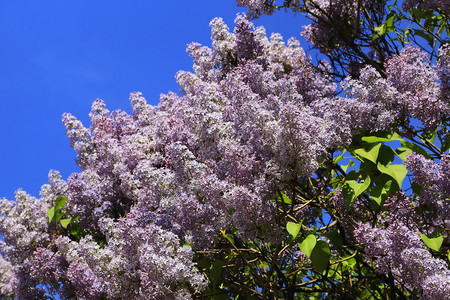 明亮蓝天背景盛开的圆木丛生的美丽春枝图片
