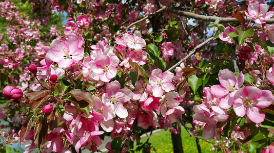 春苹果树的枝和美丽粉红色花朵紧贴图片