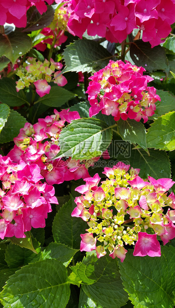 花园里绣球花美丽花朵的特写图片