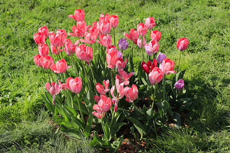 明亮的粉红郁金香在阳光明媚的日落绿草坪上图片