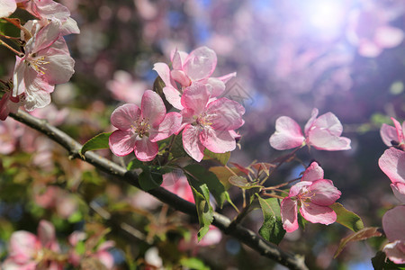 苹果树的分枝阳光中美丽的粉红色花朵近的图片