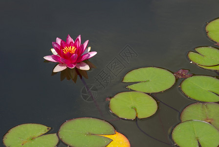 美丽的粉红水百合或花莲在园池塘表面图片