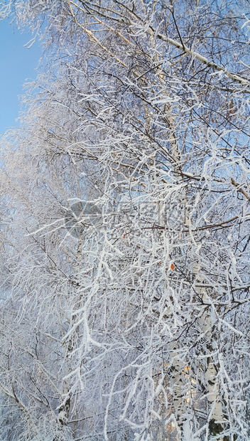 在明亮的冬季日子里满是雪和冰霜的美丽树枝图片