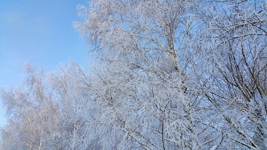 美丽的树枝覆盖着雪和冰霜在明亮的冬天图片