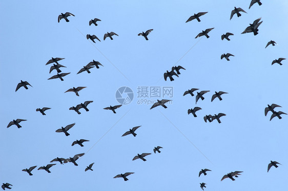 鸽子群飞向清蓝的天空图片
