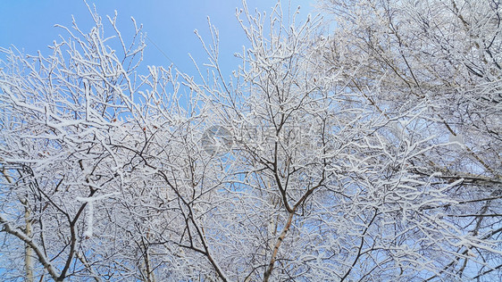 美丽的树枝覆盖着雪和冰霜在明晴的冬天图片