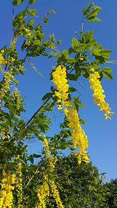 春花朵美丽明亮的黄紫花朵图片