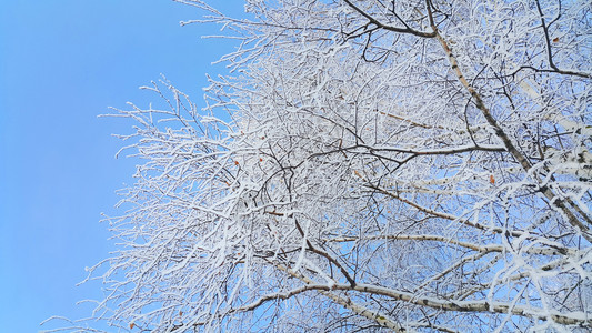 美丽的树枝覆盖着雪和冰霜蓝的天空背景图片