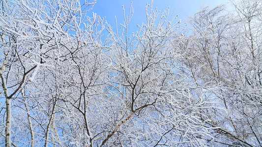 美丽的树枝覆盖着雪和冰霜蓝的天空背景图片