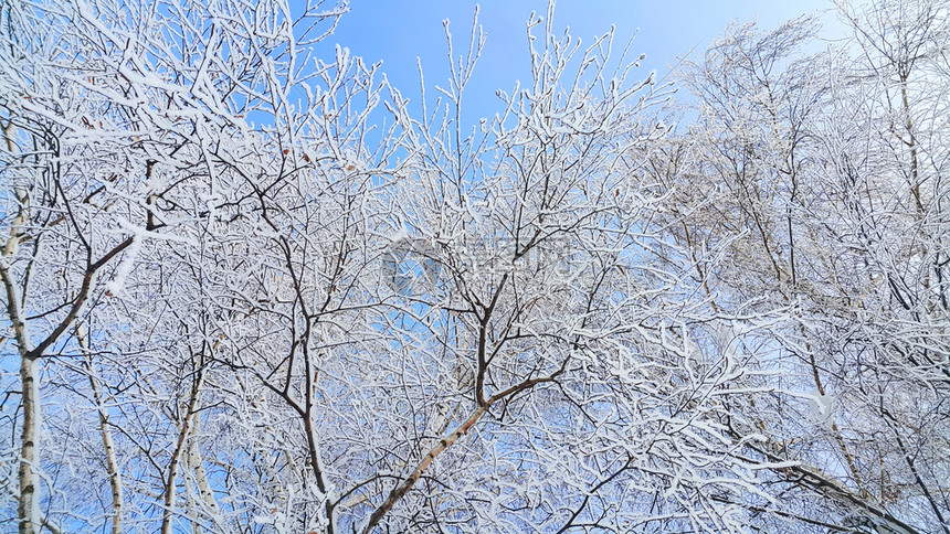 美丽的树枝覆盖着雪和冰霜蓝的天空背景图片