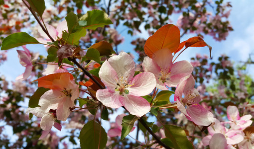 春苹果树的枝有美丽粉红色花朵紧贴在蓝天空背景上图片