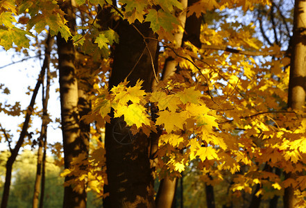 明亮的黄色秋天树在夜晚的阳光下燃烧图片