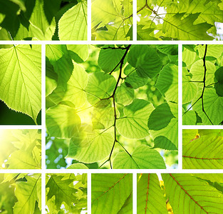 来自不同树叶然背景的新绿色拼图图片