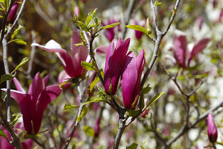 美丽的春花木兰盛着紫色的花朵图片