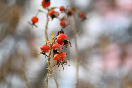 狗玫瑰或罗莎卡尼娜树枝冬天果实丰硕图片