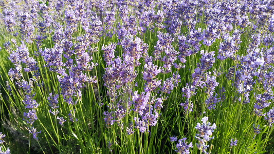 夏天盛开的美丽紫衣花草特闭图片