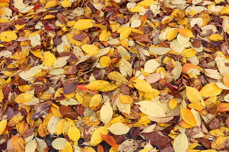 秋叶落的天然彩色地毯图片