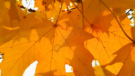 具有明亮橙色树枝的秋分支特写自然背景图片