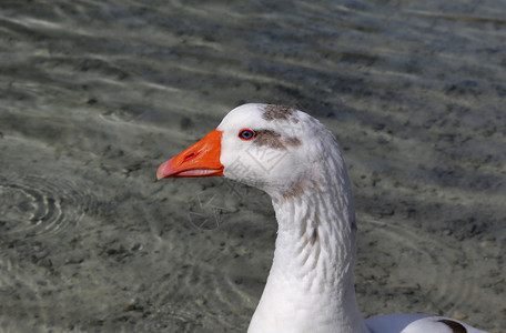 长得像一只可爱的鹅长着明亮橙色嘴唇在水底的侧面上图片