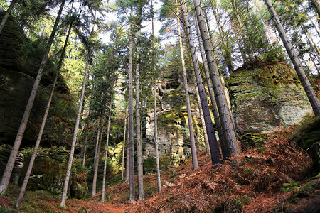 捷克波希米亚天堂CeskyRaj秋季森林中的沙石岩图片