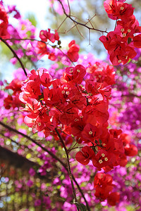 美丽明亮的花朵枝子图片