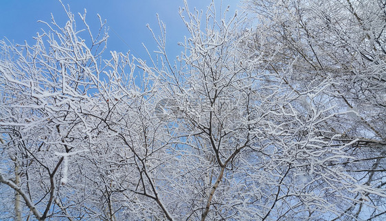 寒冬之日树上美丽的枝满是雪和冰霜图片