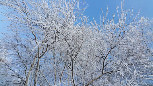 美丽的树枝覆盖着雪和冰霜在明亮的冬天图片