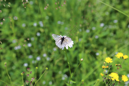 美丽的白蝴蝶在阳光明媚的一天坐在花朵上图片
