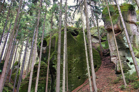 捷克波希米亚天堂CeskyRaj秋天森林中的砂岩图片