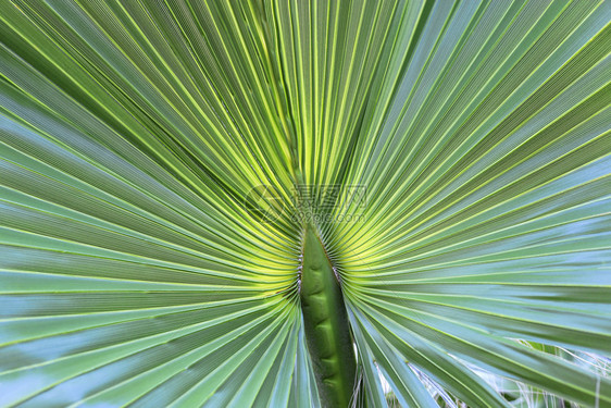 大棕榈叶自然背景的绿质图片
